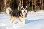 Những điều bạn cần biết khi nuôi chó Alaska Malamute